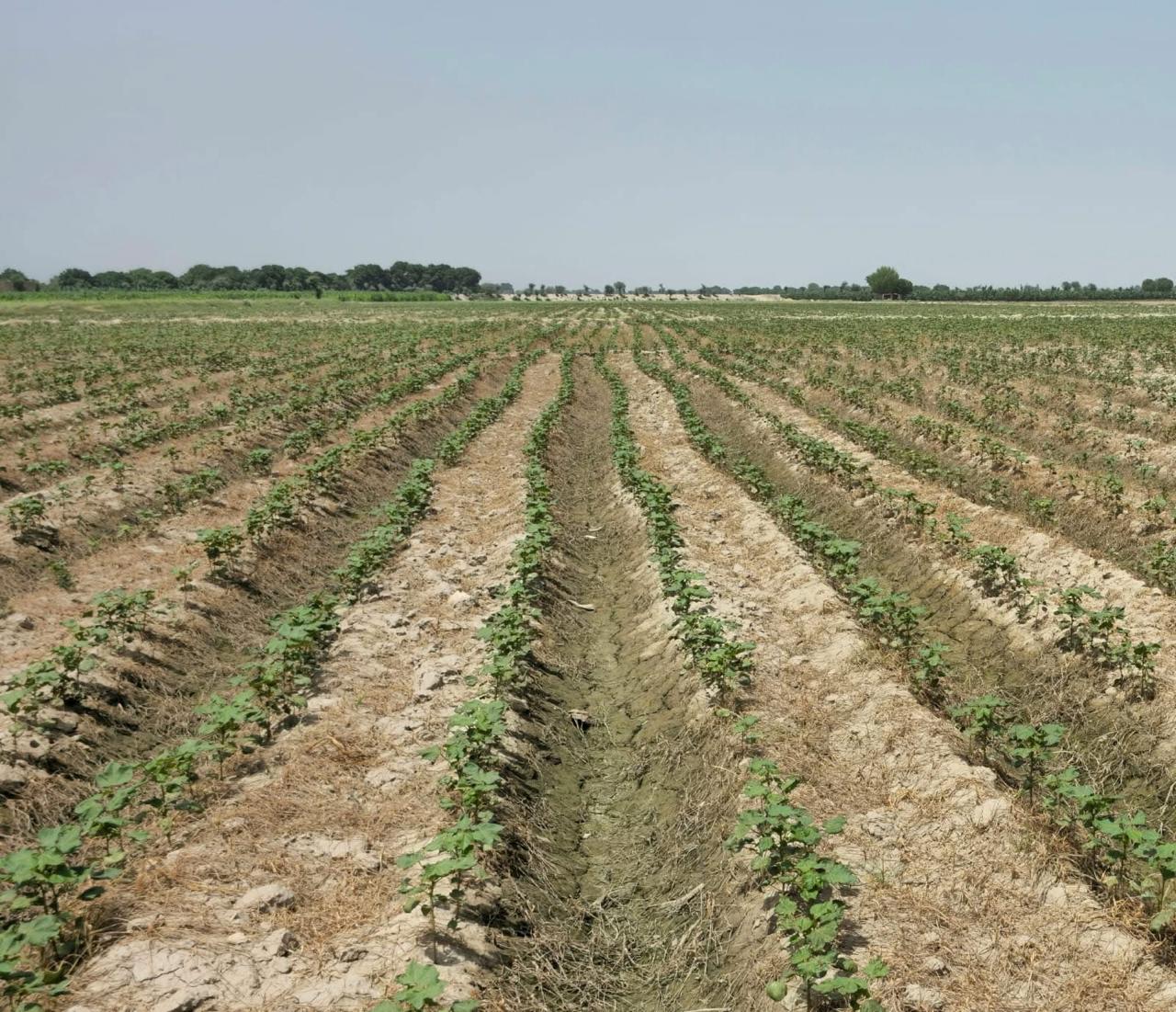 Cotton crop field survey - agricultural resilience programme, Sindh