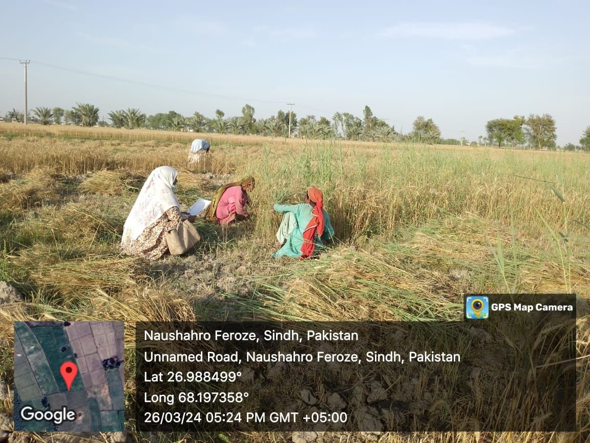 Women agricultural workers - field data collection, Naushahro Feroze