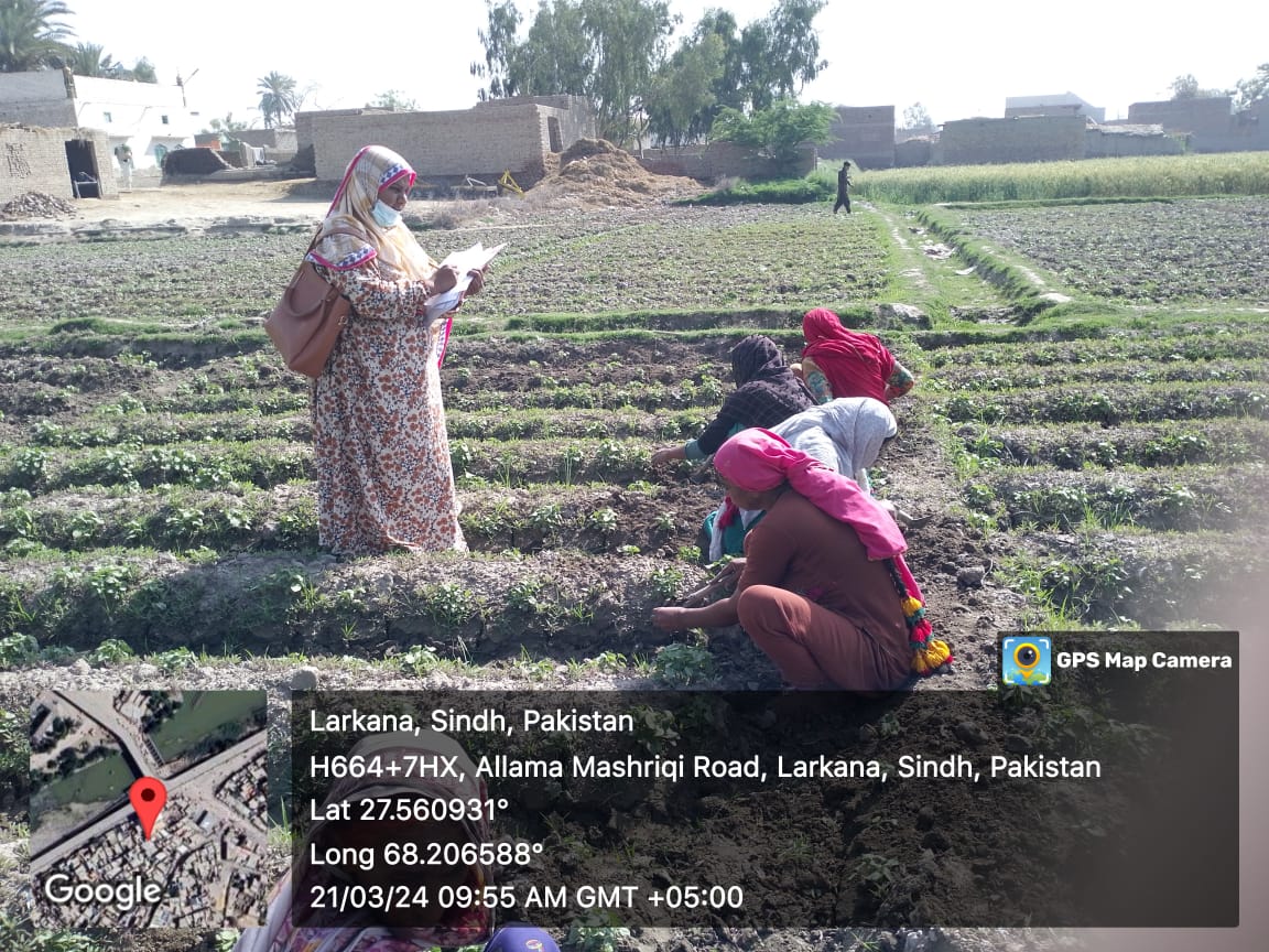 Inclusion & livelihoods - IPECS programme delivery